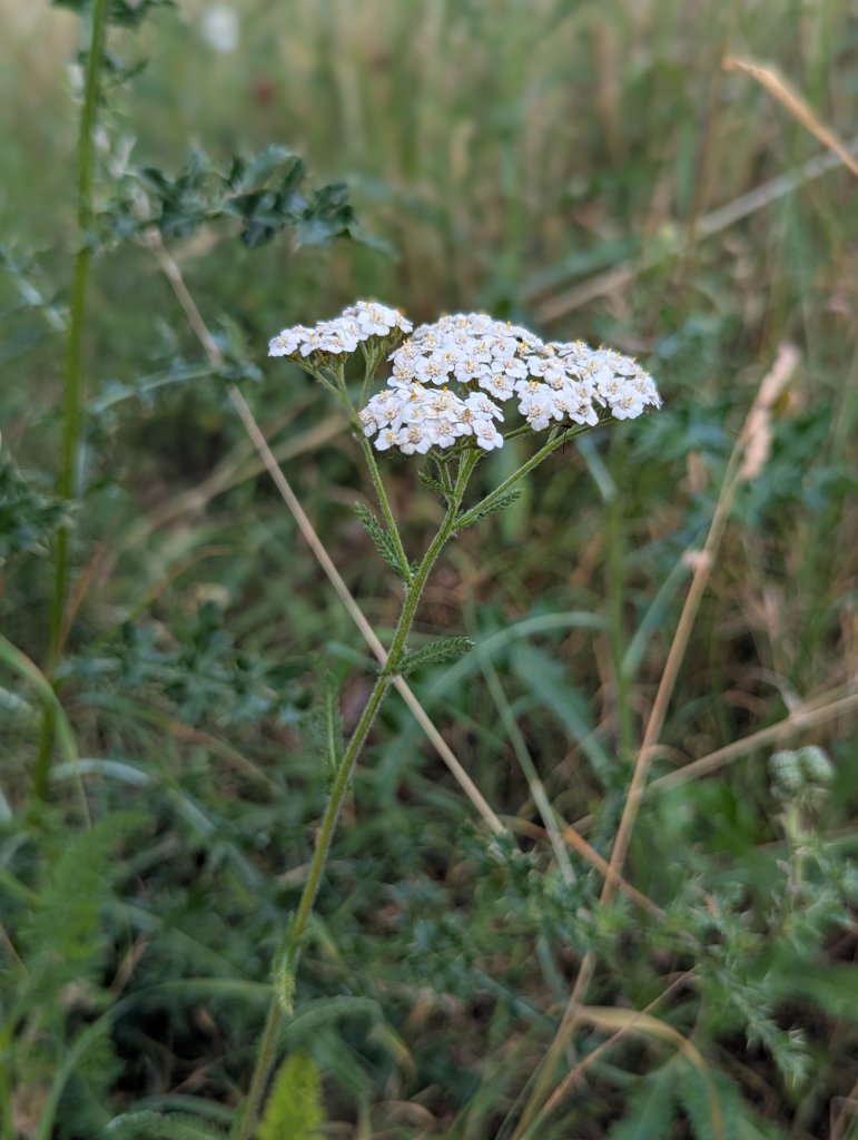 Gewöhnliche Schafgarbe