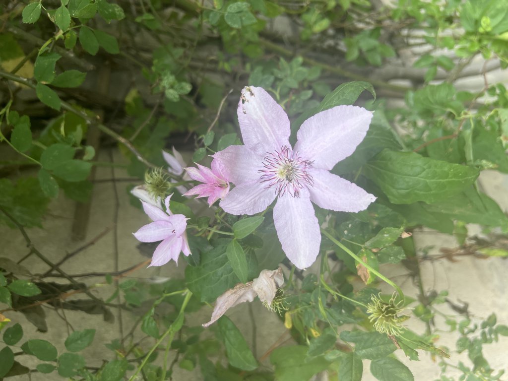 Clematis patens (Clematis patens) in Döllnitz