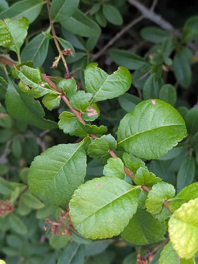 Japanische Quitte (Chaenomeles japonica) in Weidach