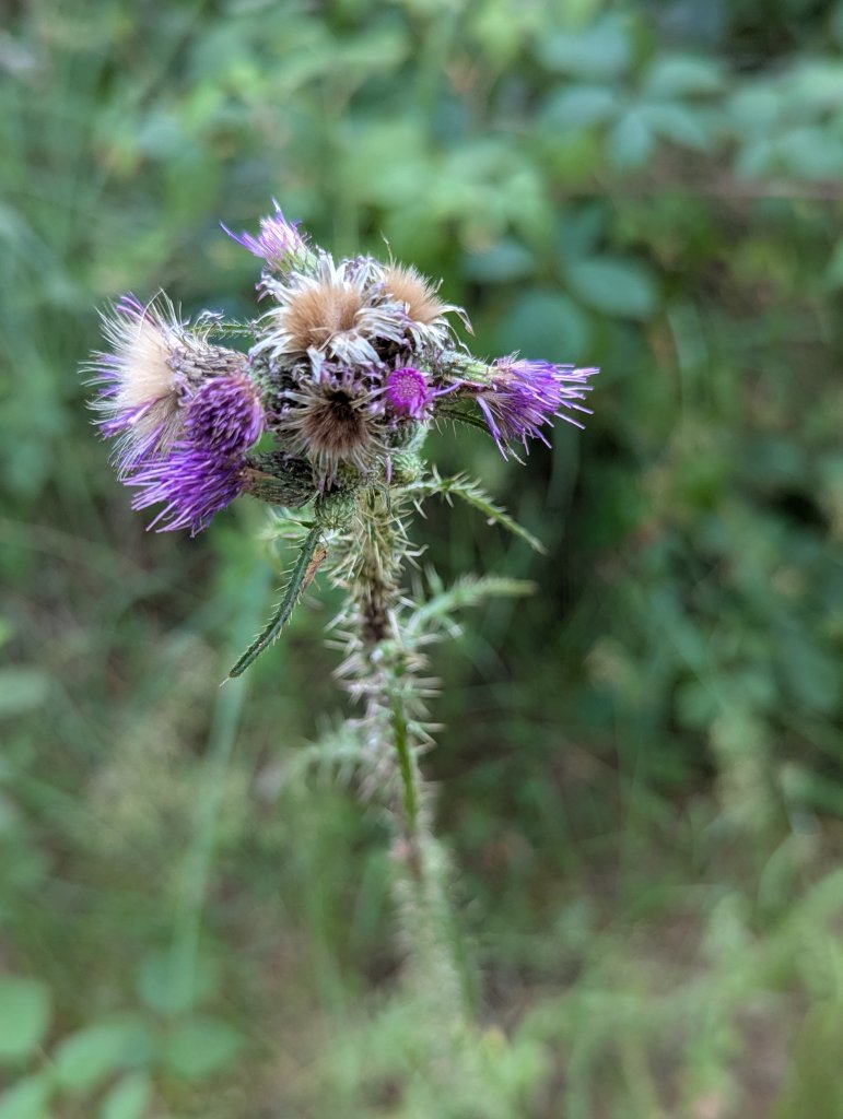 Sumpf-Kratzdistel (Cirsium palustre) in Weidach