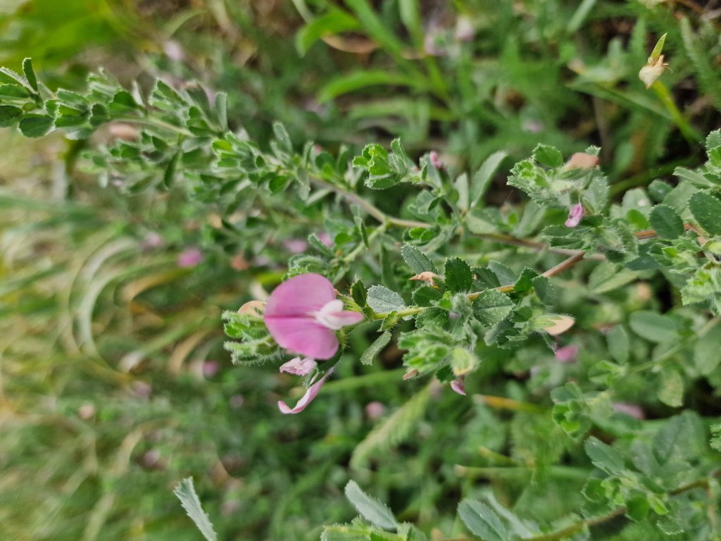 Dornige Hauhechel (Ononis spinosa) in Seubersdorf