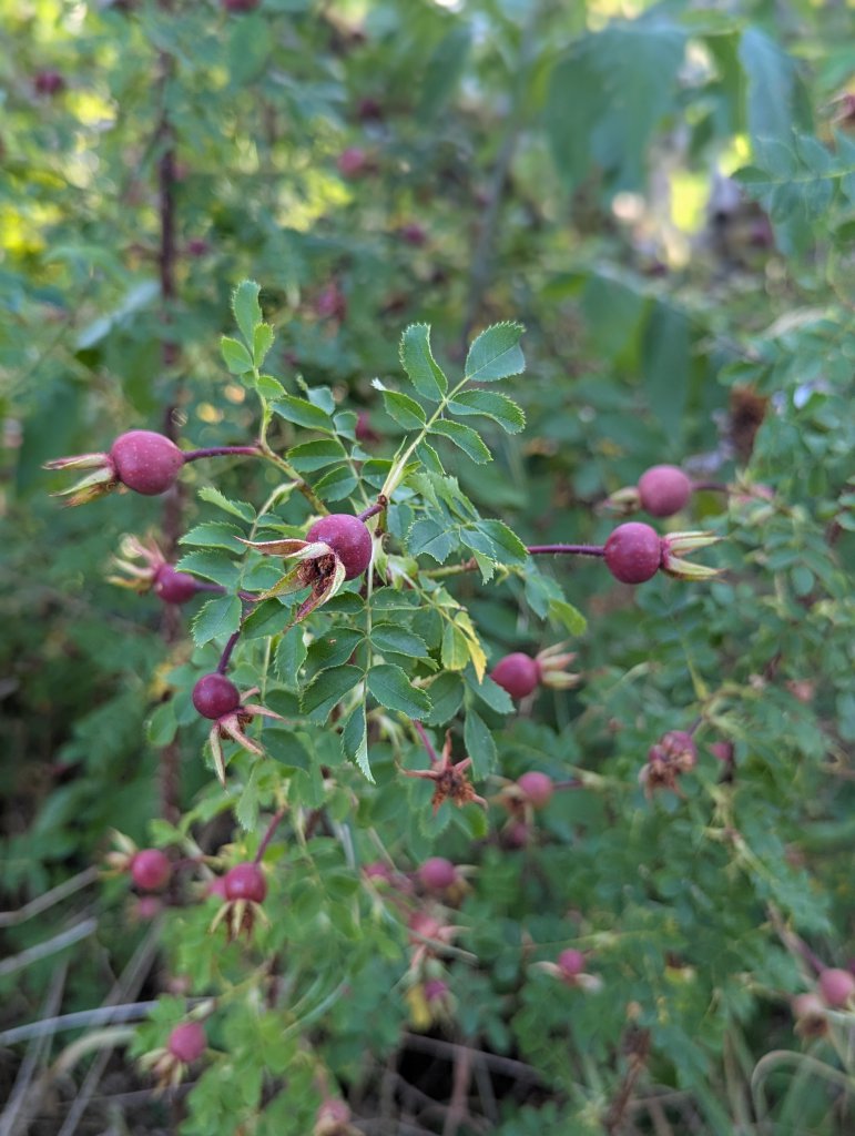 Bibernell-Rose (Rosa pimpinellifolia) in Weidach