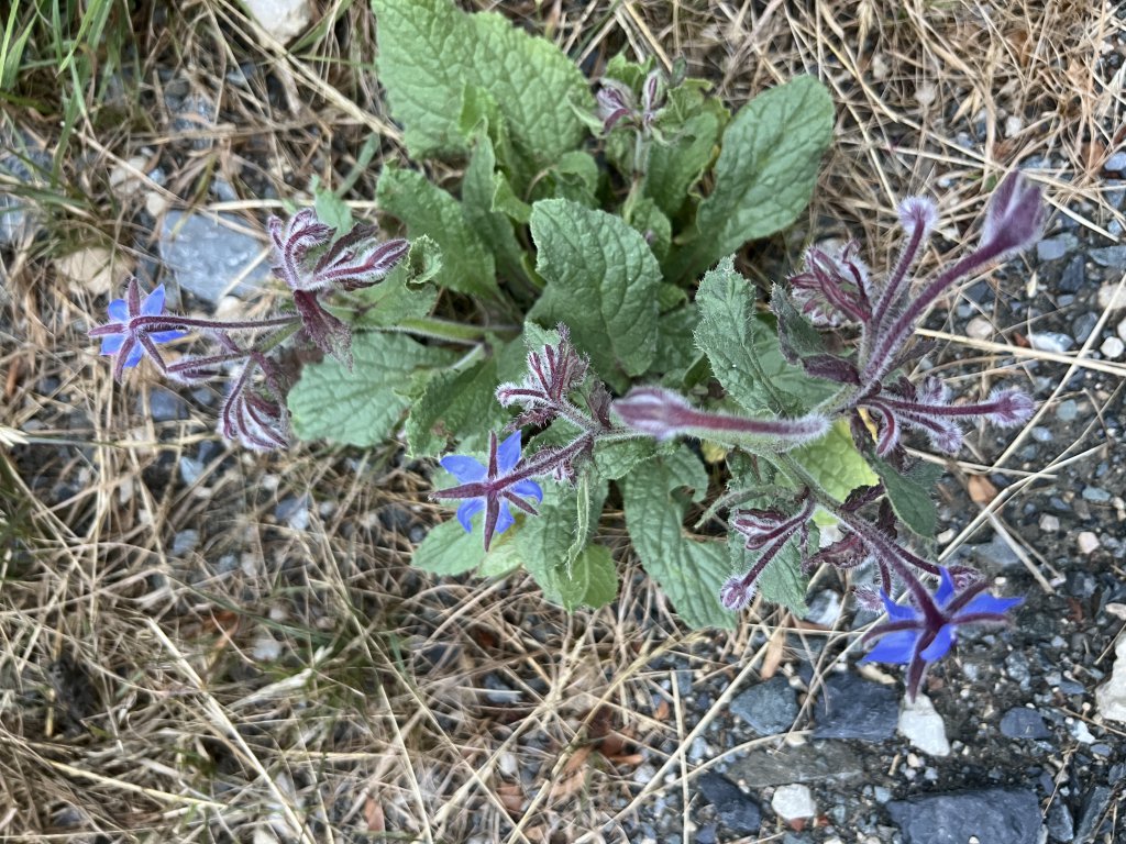 Borretsch (Borago officinalis) in Döllnitz