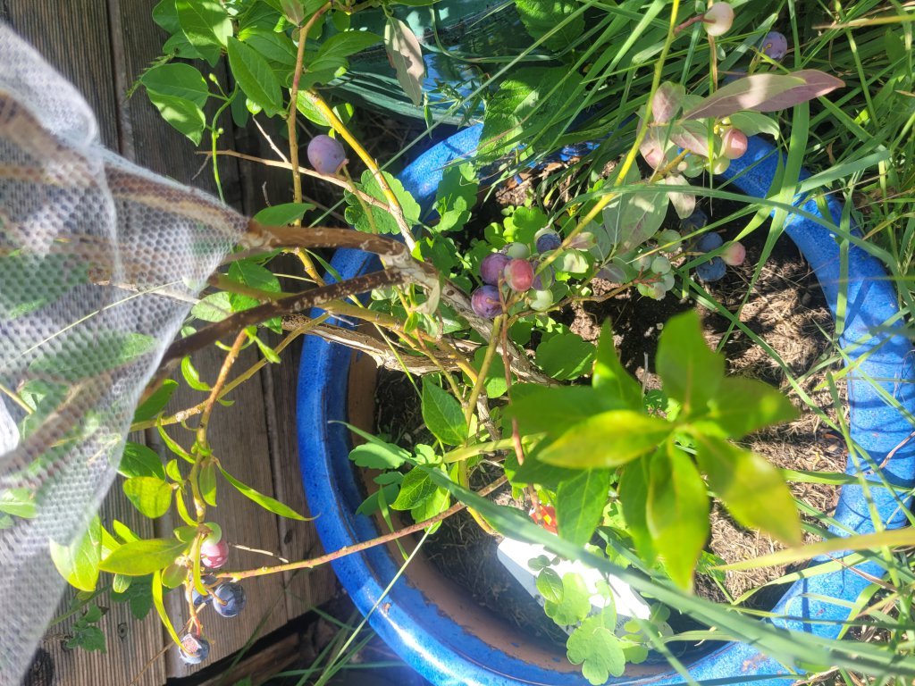 Amerikanische Blaubeere (Vaccinium corymbosum) in Lopp