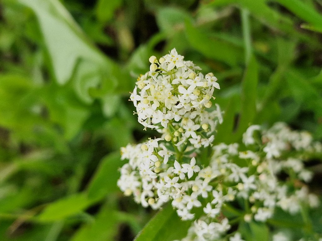Wiesen-Labkraut (Galium mollugo) nahe Seubersdorf