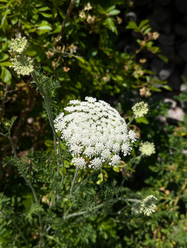 Möhre (Daucus carota) in Weidach
