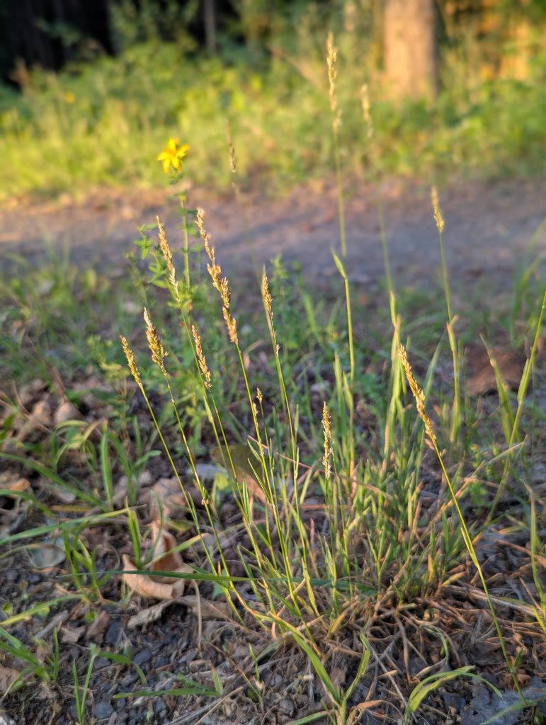 Platthalm-Rispengras (Poa compressa) in Weidach