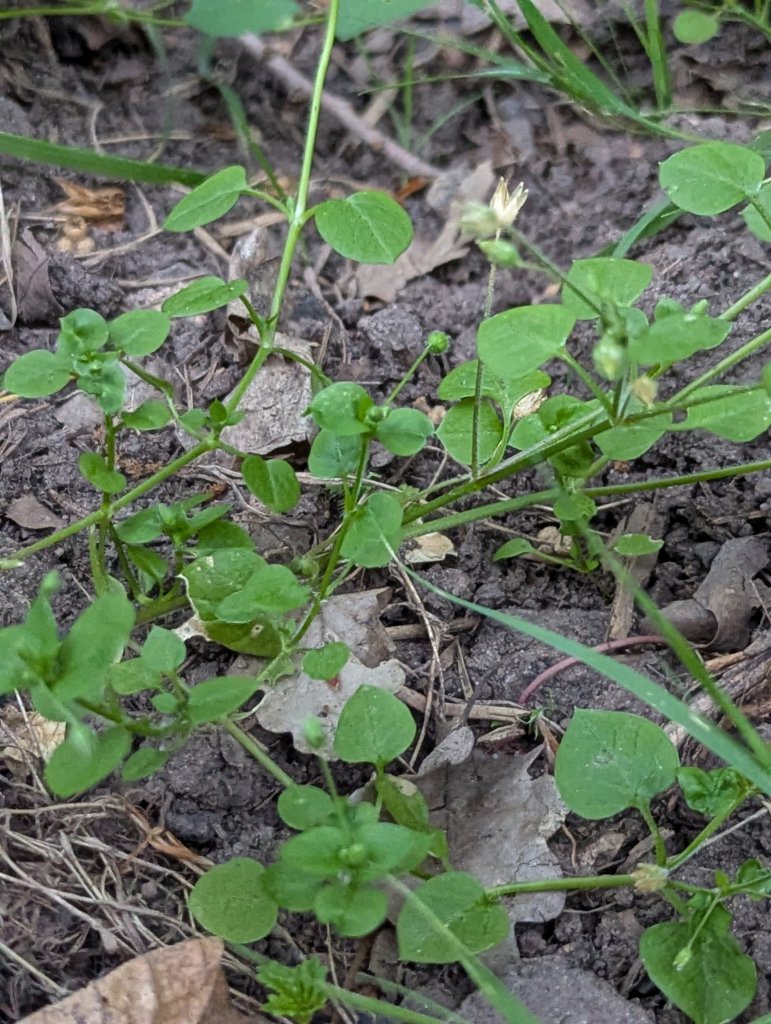 Vogel-Sternmiere (Stellaria media) in Weidach Callenberger Forst