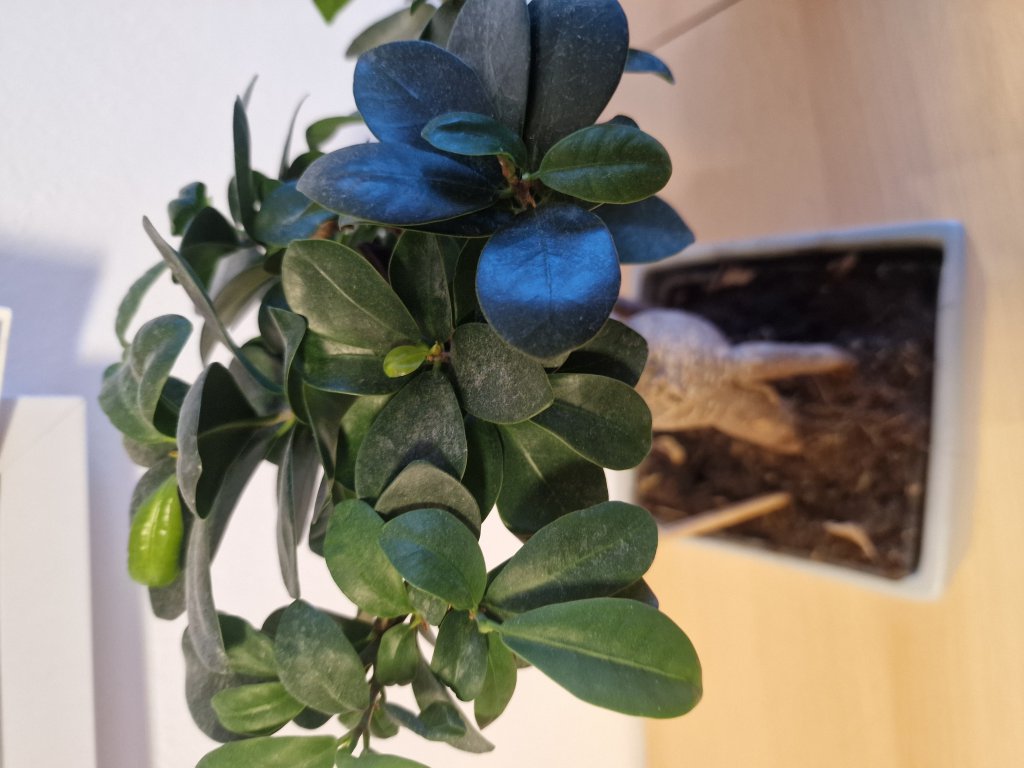 Chinesische Feige (Ficus microcarpa) in Seubersdorf