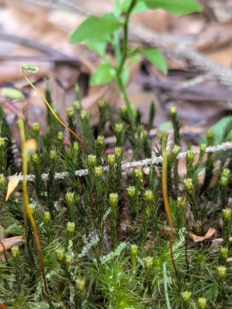 Wacholder-widertonmoos (Polytrichum juniperinum) in Weidach Callenberger Forst