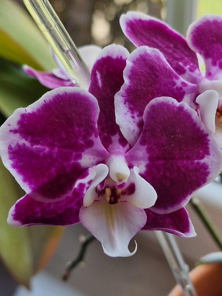 Schmetterlingsorchidee (Phalaenopsis) nahe Seubersdorf
