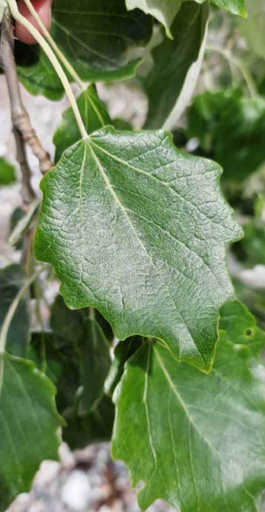 Silber-Pappel (Populus alba) Raum Kasendorf, Oberfranken