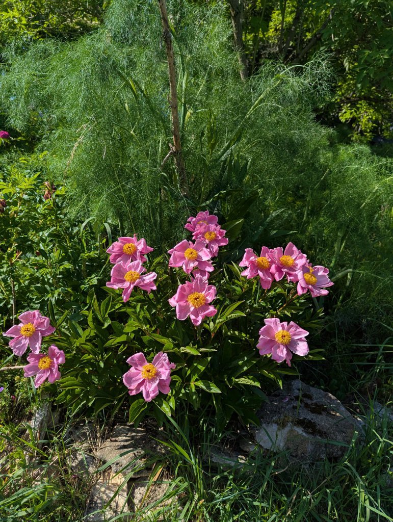Garten-Pfingstrose (Paeonia lactiflora) in Weidach