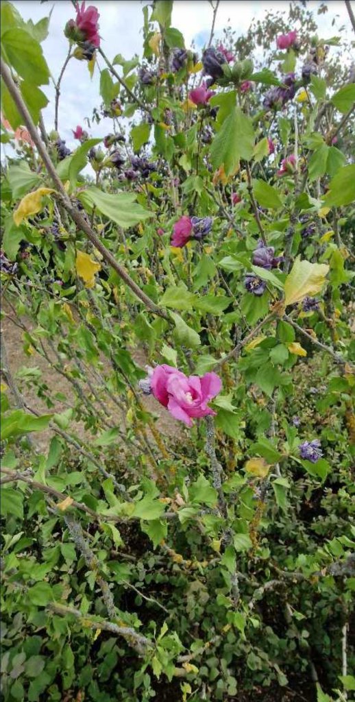 Straucheibisch (Hibiscus syriacus) in Seubersdorf