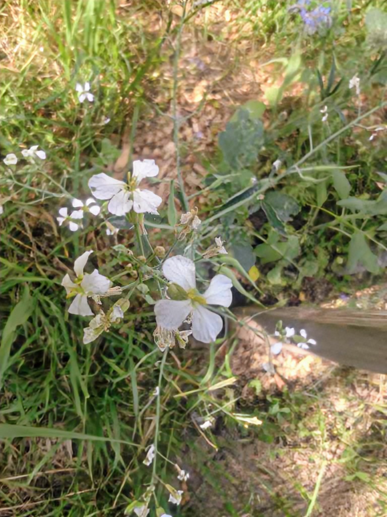 Acker-Rettich (Raphanus raphanistrum) in Gmünda
