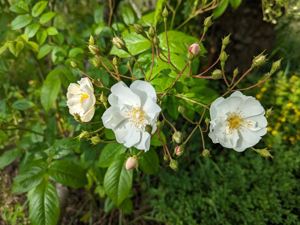 Ramblerrose "Bobby James" (Rosa 'Bobby James') in Weidach