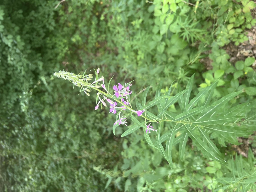 Schmalblättriges Weidenröschen (Epilobium angustifolium) in Döllnitz
