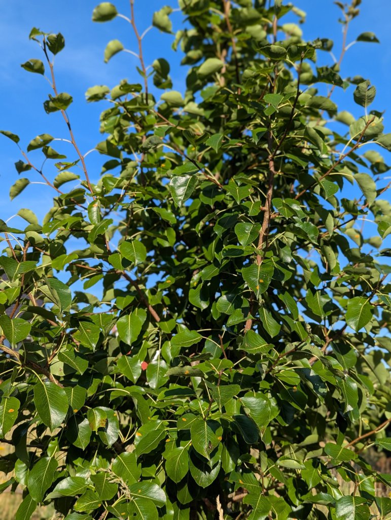 Birne (Pyrus communis) in Weidach