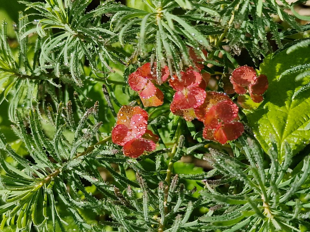 Zypressen-Wolfsmilch (Euphorbia cyparissias) Raum Kasendorf, Oberfranken