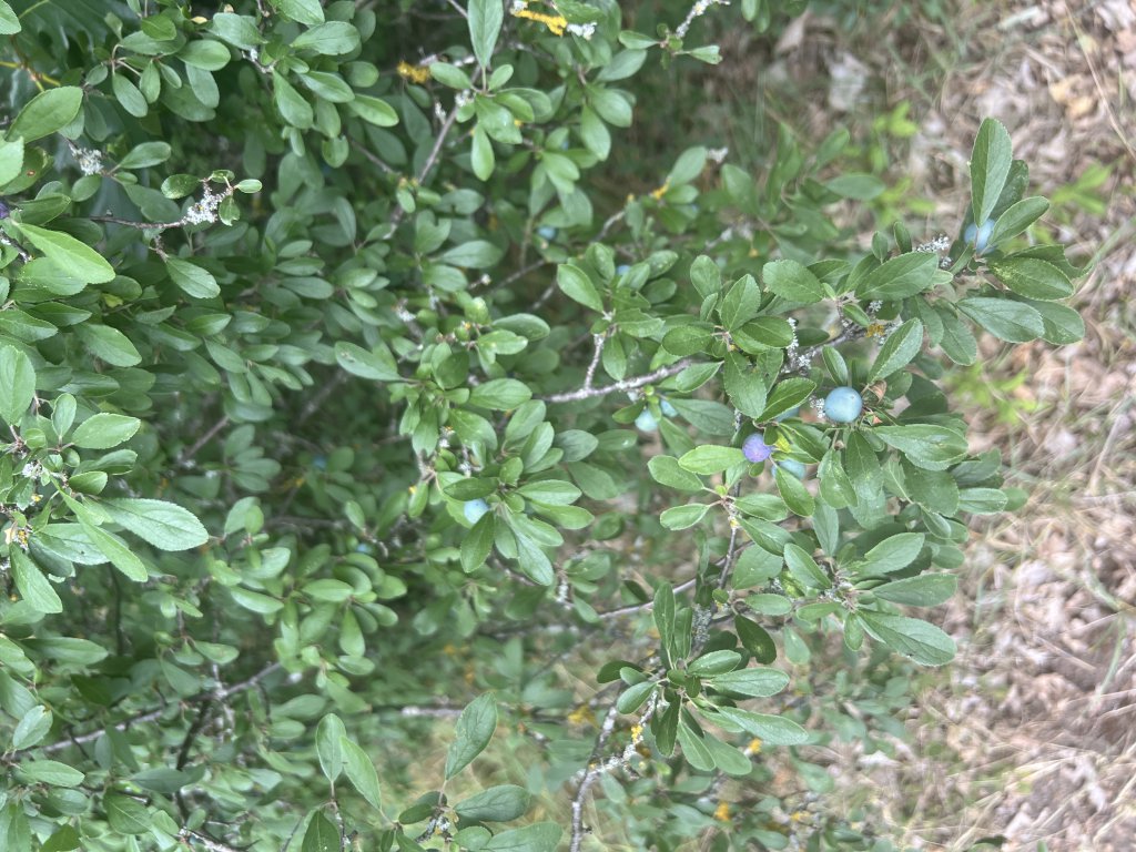 Schlehe (Prunus spinosa) in Döllnitz