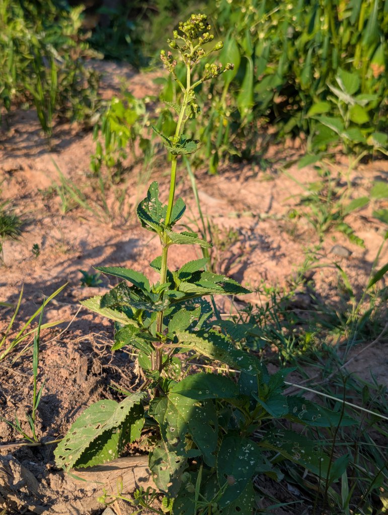 Knotige Braunwurz (Scrophularia nodosa) in Weidach