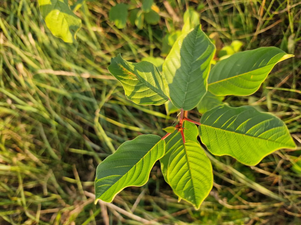 Echter Faulbaum (Frangula alnus) in Seubersdorf