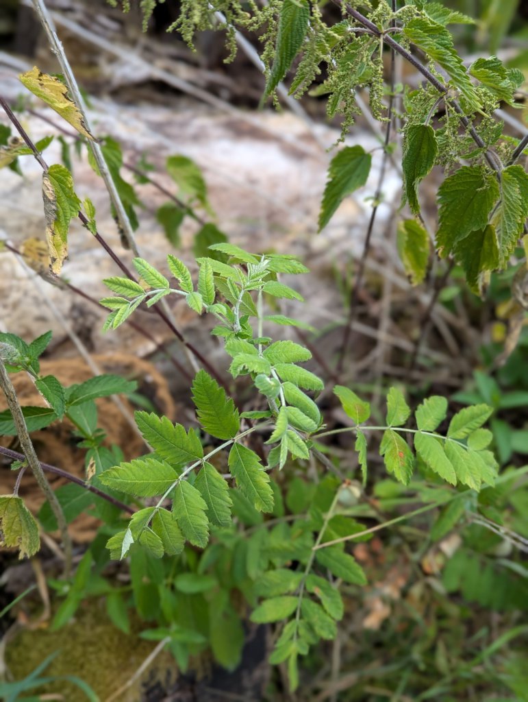 Gerber-Sumach (Cotinus coggygria) in Weidach