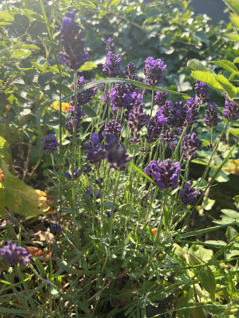 Echter Lavendel (Lavandula angustifolia) Raum Kasendorf, Oberfranken