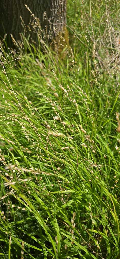 Einblütiges Perlgras (Melica uniflora) nahe Lopp