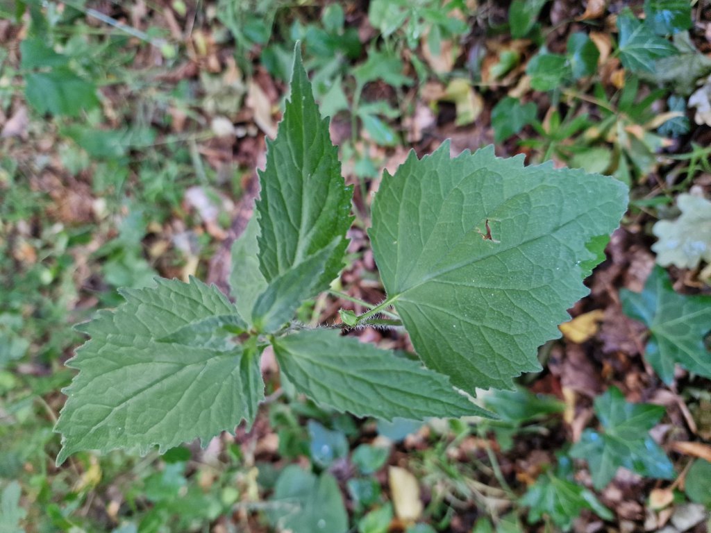 Wohlriechende Weißwurz