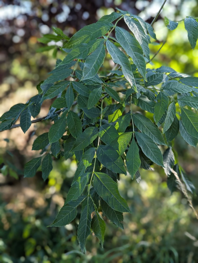 Gewöhnliche Esche (Fraxinus excelsior) in Weidach