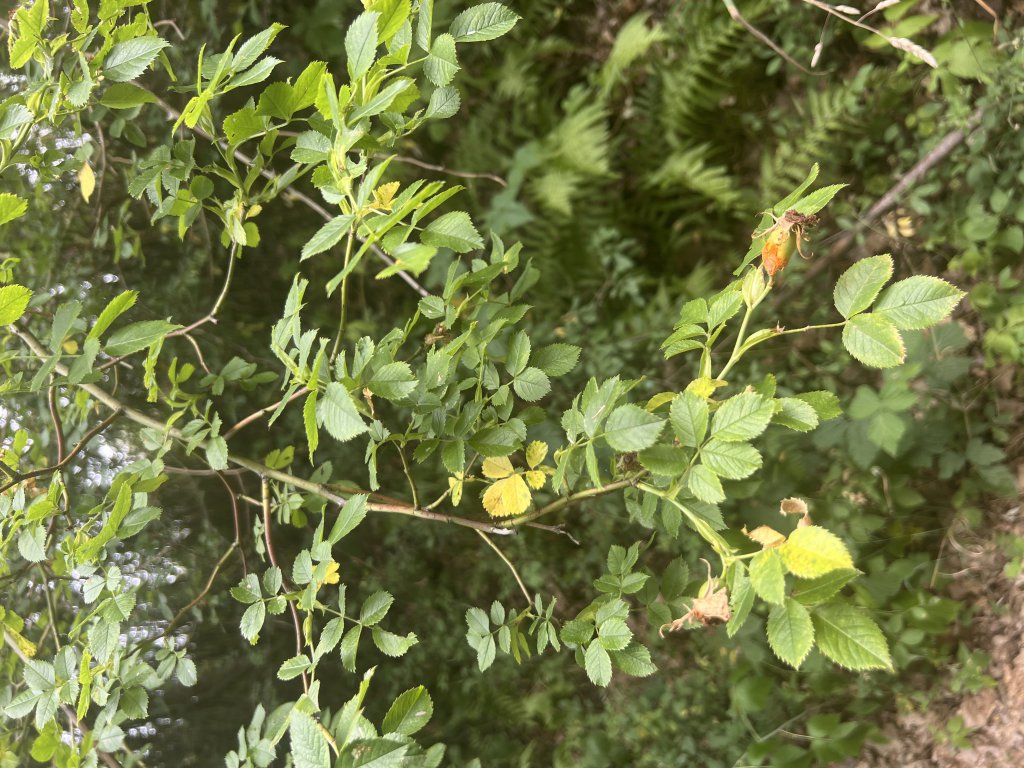 Hunds-Rose (Rosa canina) Raum Kasendorf, Oberfranken