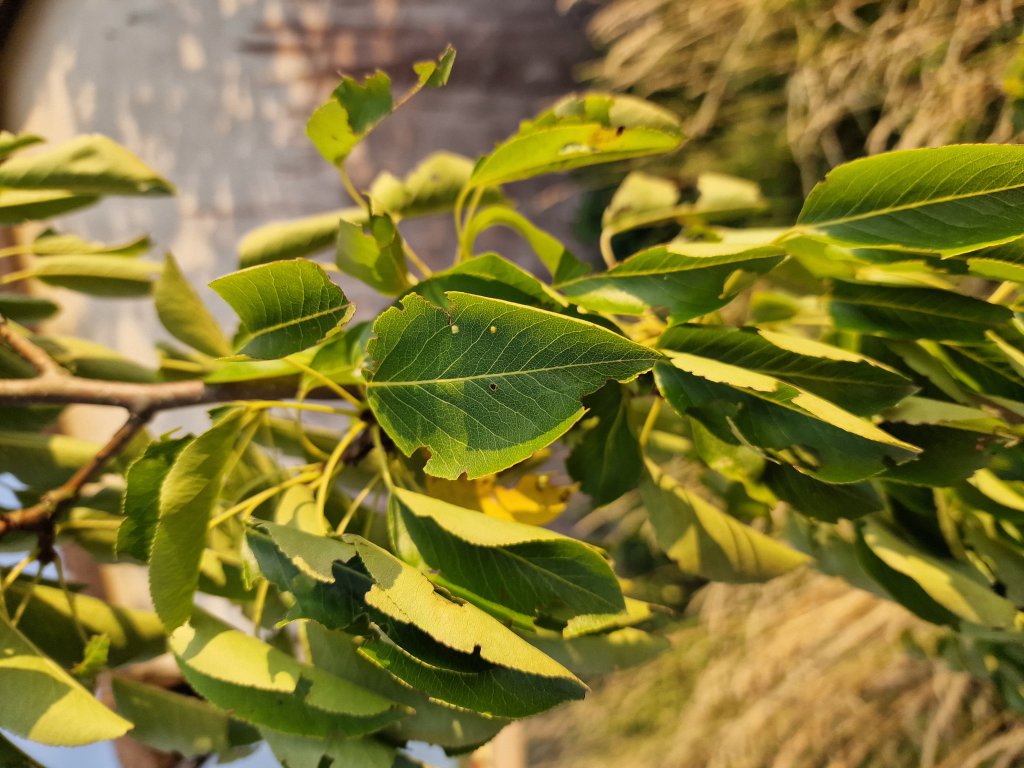 Birne (Pyrus communis) in Seubersdorf