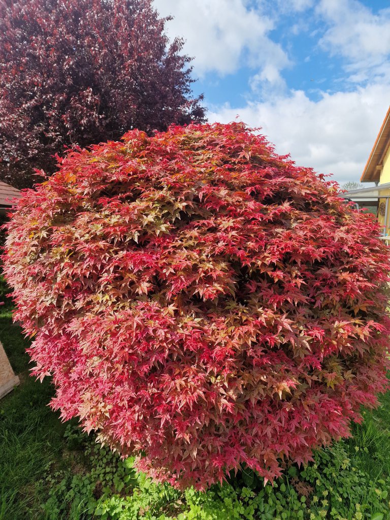 Fächer-Ahorn (Acer palmatum) Raum Kasendorf, Oberfranken