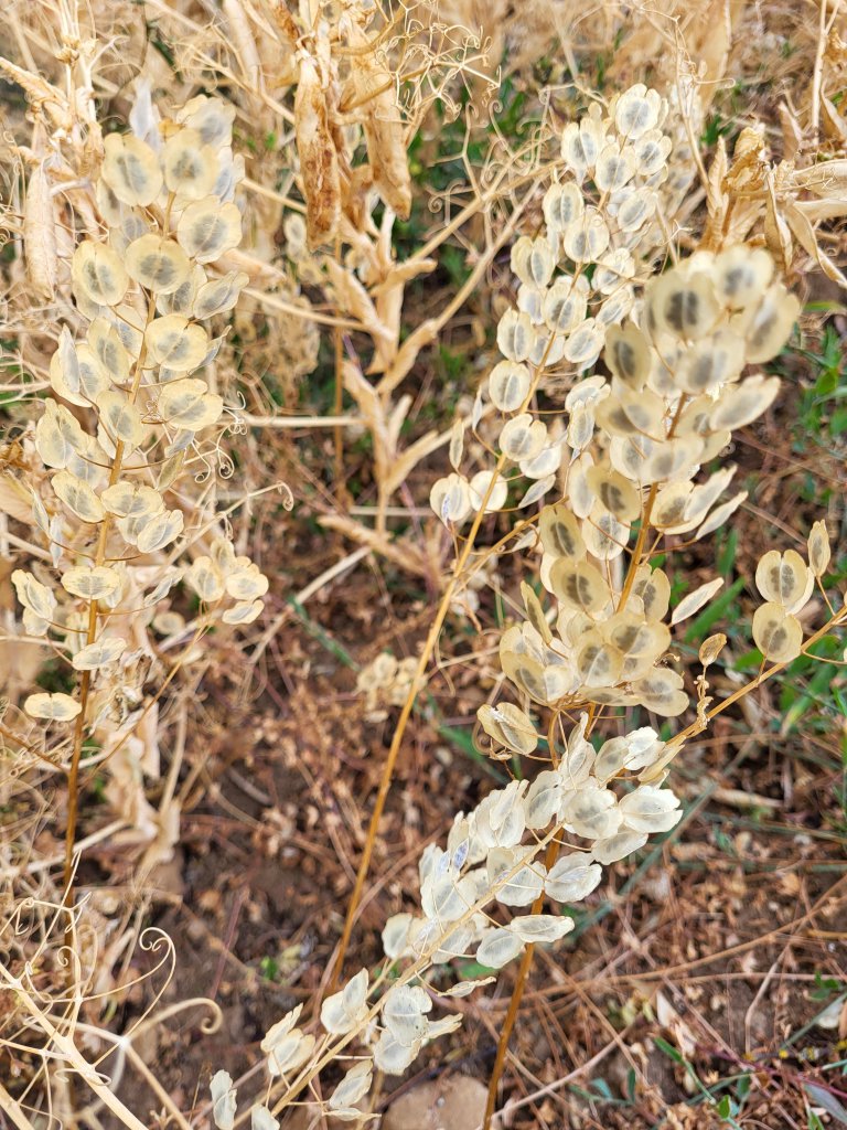 Acker-Hellerkraut (Thlaspi arvense) in Seubersdorf