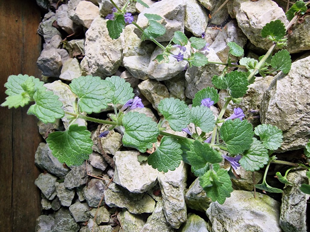 Gundermann (Glechoma hederacea agg.) nahe Seubersdorf