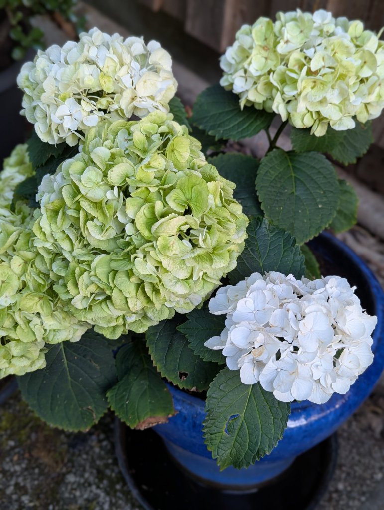Garten-Hortensie (Hydrangea macrophylla) in Weidach
