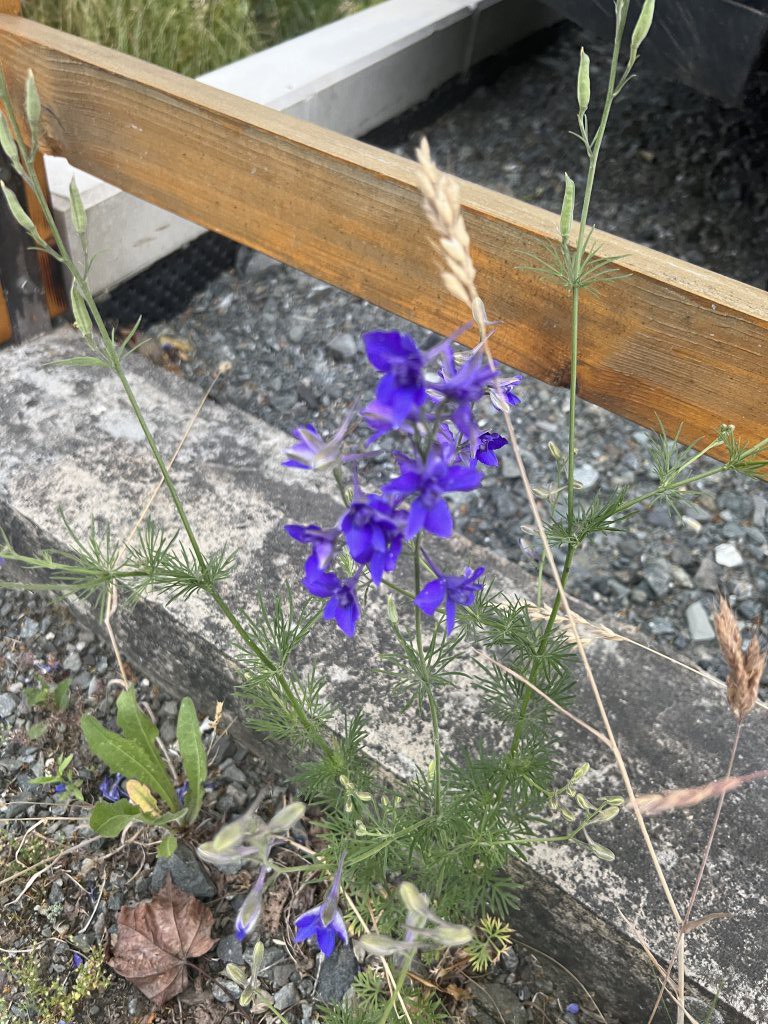 Garten-Rittersporn (Delphinium Hybriden) Raum Kasendorf, Oberfranken