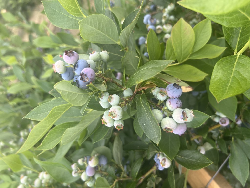 Amerikanische Blaubeere (Vaccinium corymbosum) in Partenfeld
