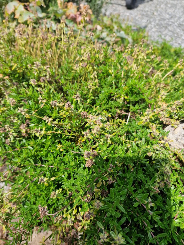 Sand-Thymian (Thymus serpyllum) in Seubersdorf