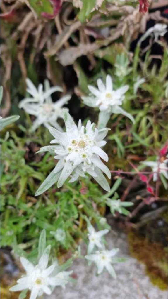 Alpen-Edelweiß