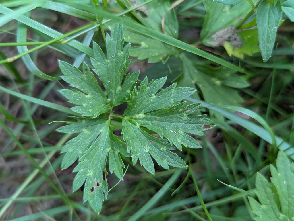 Kriechender Hahnenfuß