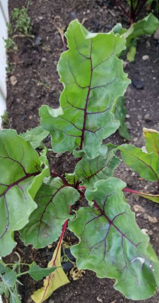 Rübe (Beta vulgaris) in Seubersdorf