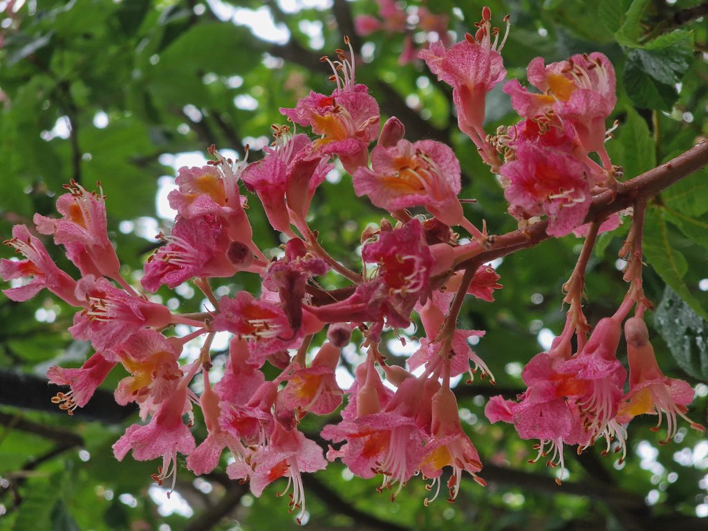 Fleischrote Rosskastanie (Aesculus x carnea) nahe Eger