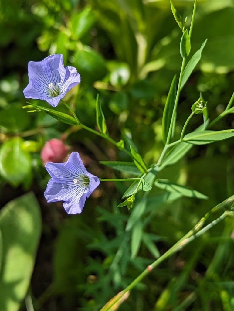 Flachs (Linum usitatissimum) in Weidach