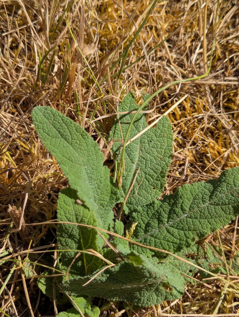 Wiesen-Salbei (Salvia pratensis) in Weidach