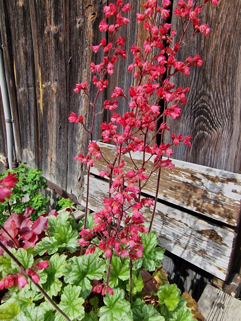 Blut-Purpurglöckchen (Heuchera sanguinea) Raum Kasendorf, Oberfranken