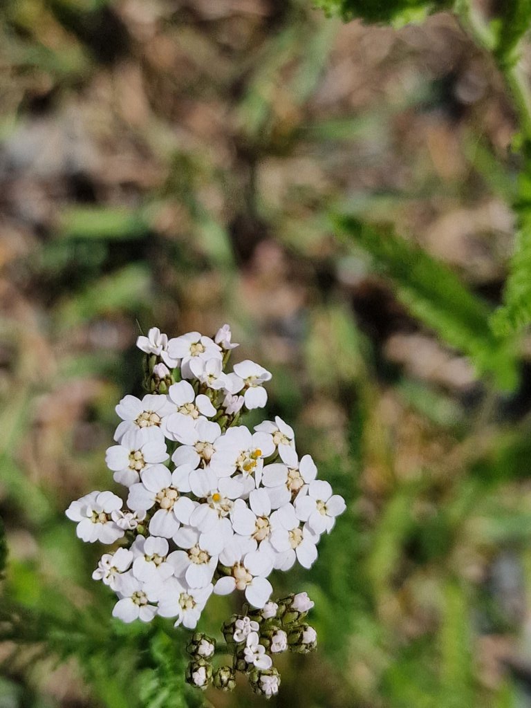 Gewöhnliche Schafgarbe (Achillea millefolium) Raum Kasendorf, Oberfranken