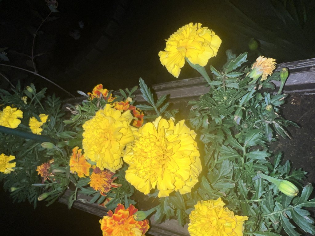 Aufrechte Samtblume (Tagetes erecta) Raum Kasendorf, Oberfranken