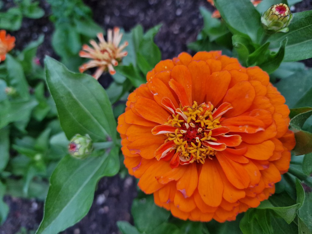 Garten-Zinnie (Zinnia elegans) in Seubersdorf